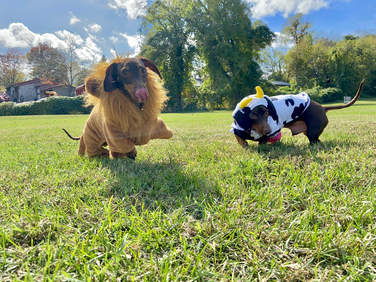 a dogtober double feature for dogtober twenty-second