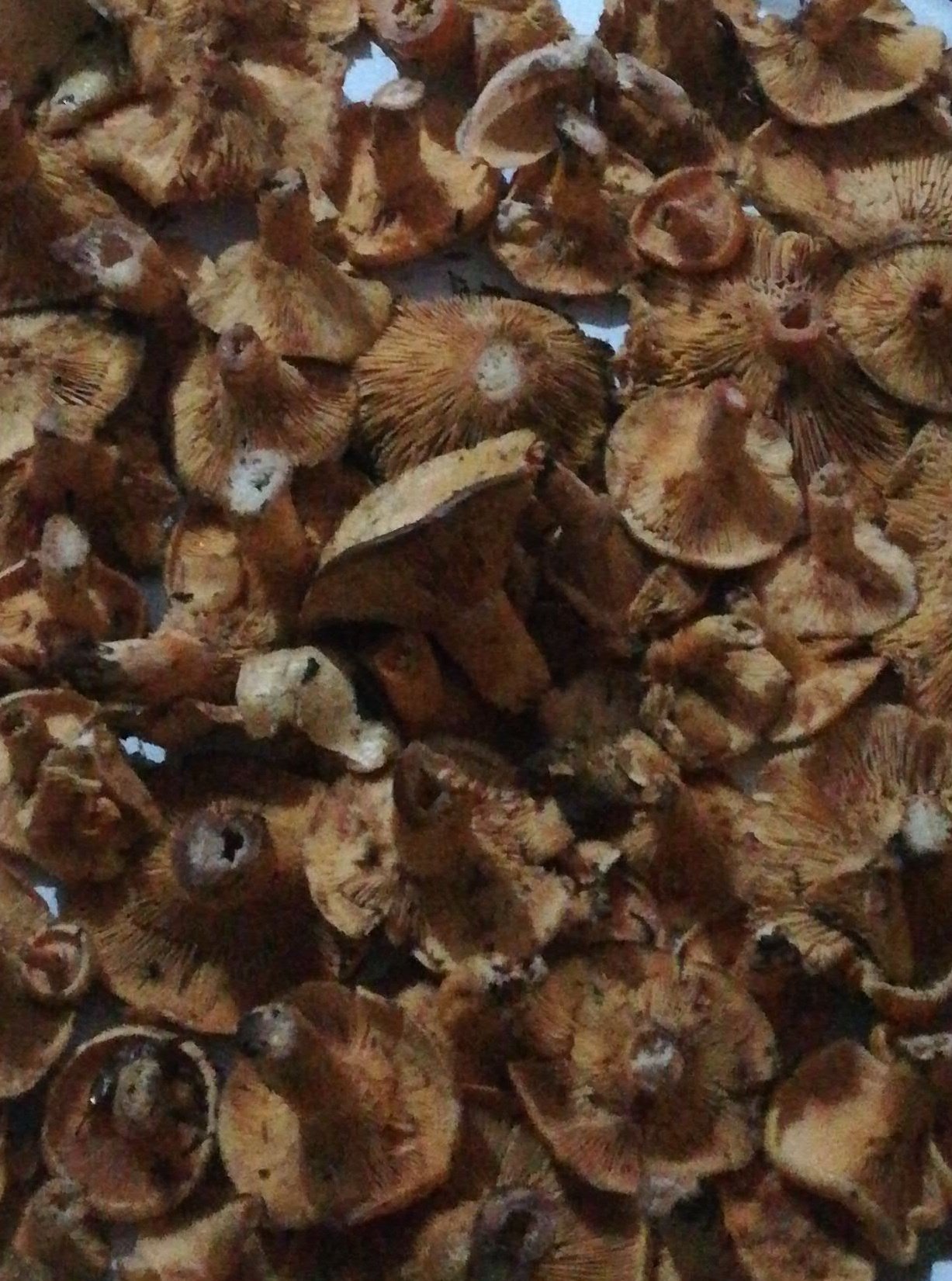 orman muhendisi on twitter borazan mantari kayin ve mese ormanlarinda bulunur hali sacagi mantari ladin sedir ve goknar ormanlarinda bulunur ikisi de yenilebilir mantardir fakat cok cesitleri oldugu icin bilmeden emin olmadan