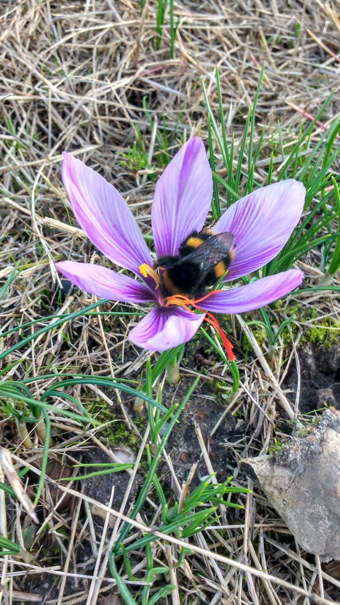 This little fella was sparko in the saffron flower. Completely asleep!
I eased him out and 5 minutes later he was up and about and perfectly happy.
The power of #saffron !
#gin #tiptree #saffronwalden https://t.co/XiFEaNDeOX