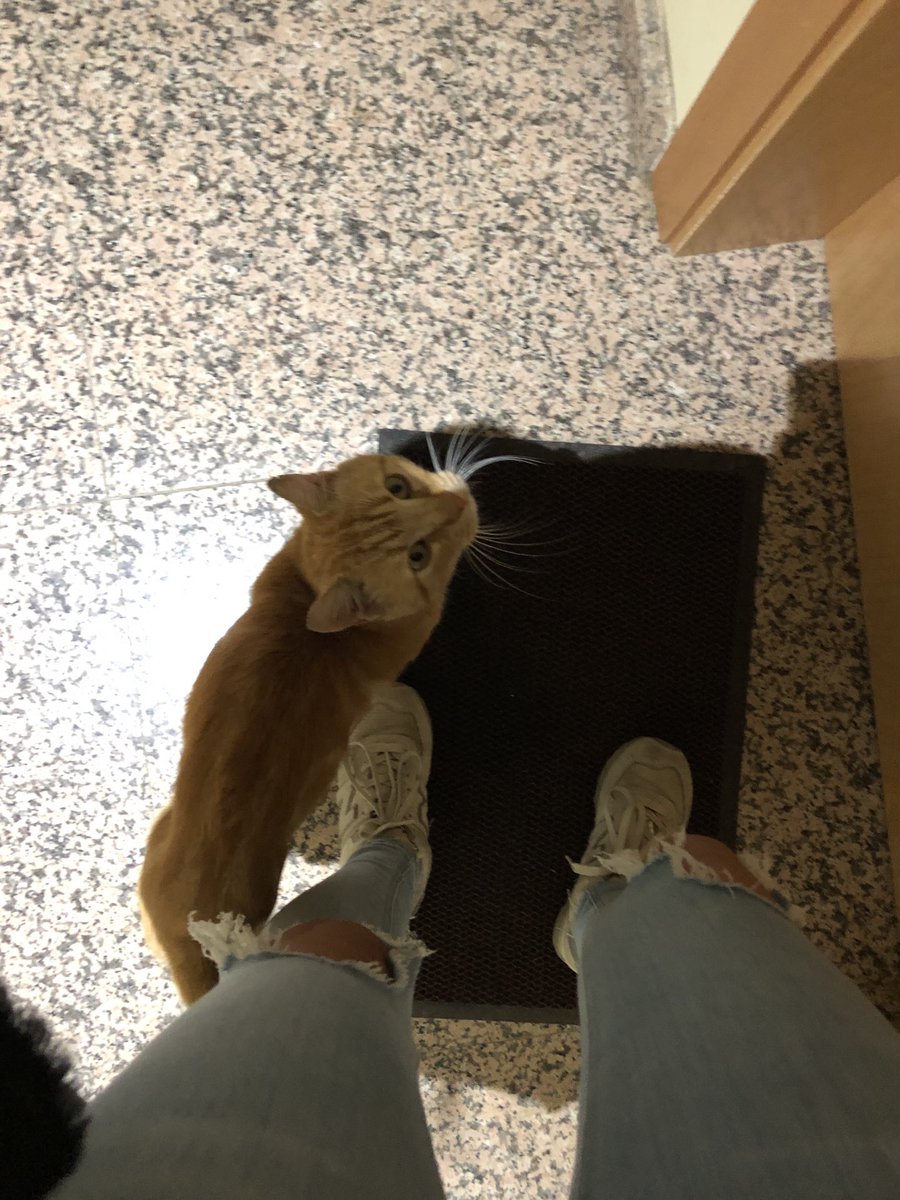 AnnaaM9's tweet photo. M’acabo de trobar aquest gatet davant de casa. Li busquem una família?😔🙏🏻 #Lleida https://t.co/8abnZxG5fG