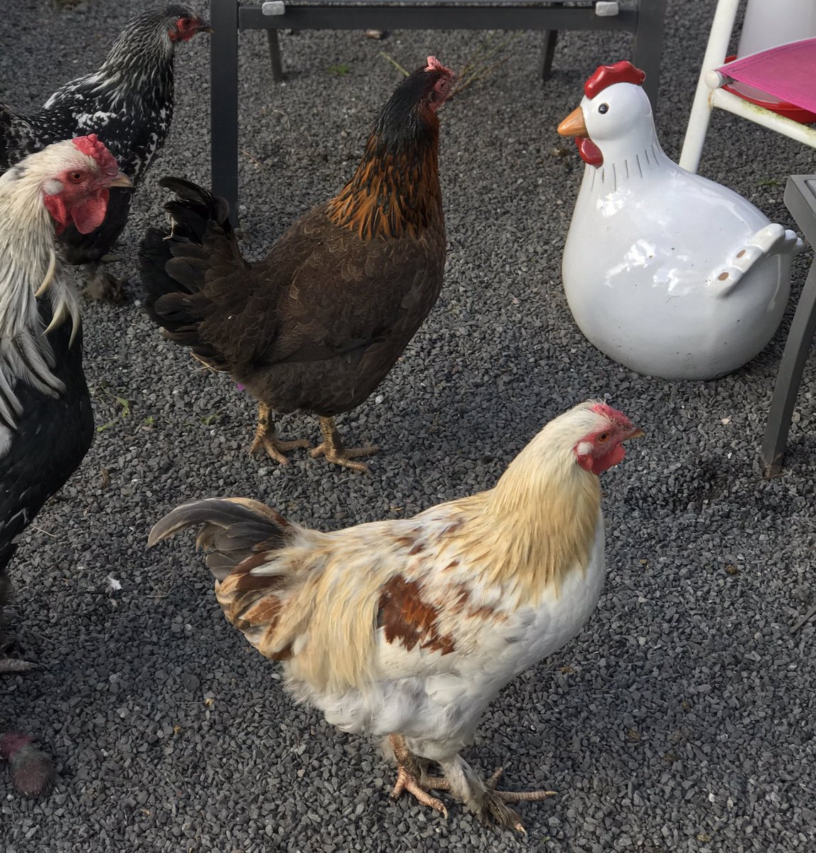 We couldn’t resist re homing a chicken from <a href="/LichfieldGdnCtr/">Lichfield Garden Centre</a>  today.
Not quite sure how the flock feel about her... they think there’s fowl play going on 😂😂