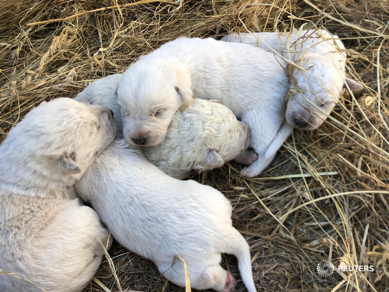 Reuters's tweet photo. An Italian farmer could not believe his eyes when one of his eight dogs gave birth to a green-furred puppy. The tiny dog named Pistachio was part of a five-dog litter born on Oct. 9, all with white fur, the same color as their mixed breed mum - except him https://t.co/ZGZxIRxRxS https://t.co/93vFX8mTFk