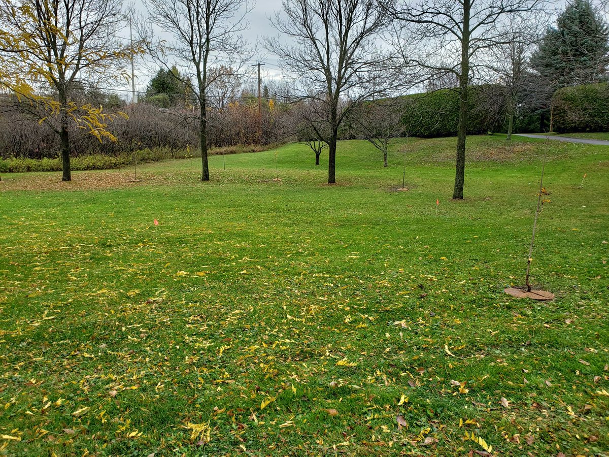 1510 arbres plantés à Plessisville dans le cadre du Programme de Reboisement social d'Arbre-Évolution. 
plessisville.quebec/actualites/151…
#compensationcarbone #environnement #qualitédevie