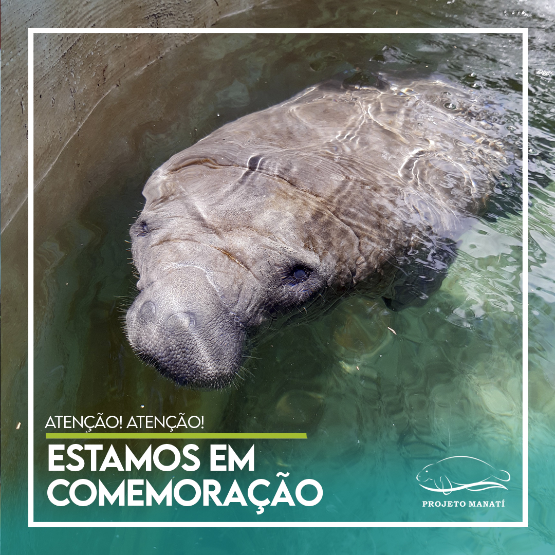 Projeto Manatí tweet media