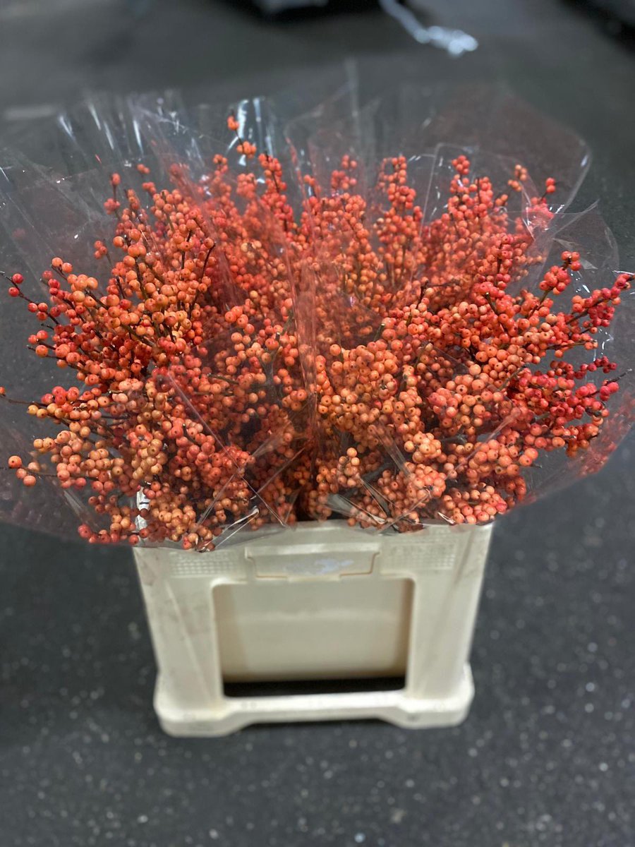 VanVliet Northampton Sam tweet media