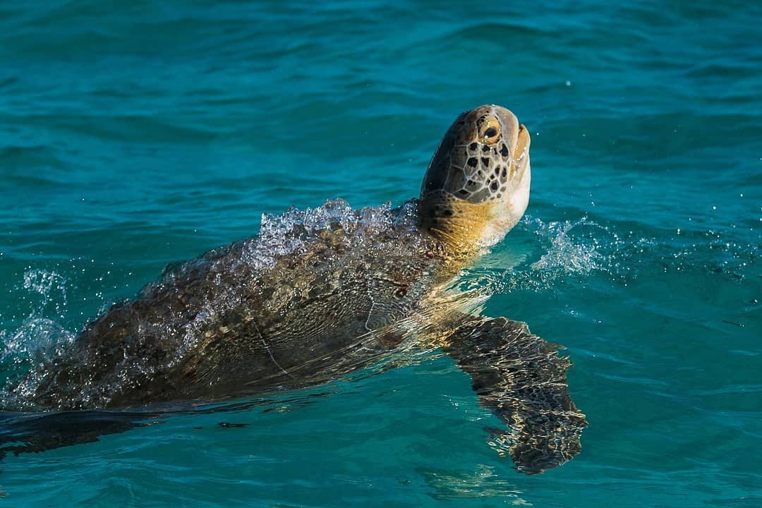 visitacaribemex's tweet photo. Con @MayaKaanTravel la naturaleza te muestra su lado más puro y te regala una aventura insólita: observar delfines y tortugas nadando en libertad en 𝗣𝘂𝗻𝘁𝗮 𝗔𝗹𝗹𝗲𝗻.🐬🐢
¿Estás listo para esta travesía?

📸: ririoulabellevie y https://t.co/SKsbvsv722 vía IG

#CaribeMexicano https://t.co/4S7EaqM0e5