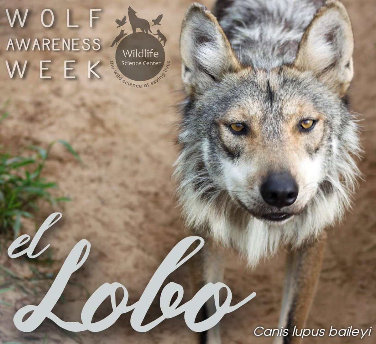 NewsFromWSC's tweet photo. Many #endangered and threatened #wildlife throughout the world would simply not have survived without captive facilities to provide a safe place in this tumultuous time of conservation and progress. (5/5)

Learn more at https://t.co/DrAyTNgjVL ✨

Happy #WolfAwarenessWeek! 🐺 https://t.co/CbuEm1Afbq