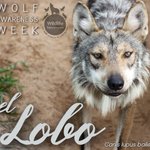 Photo by WildlifeScienceCentr (@NewsFromWSC)