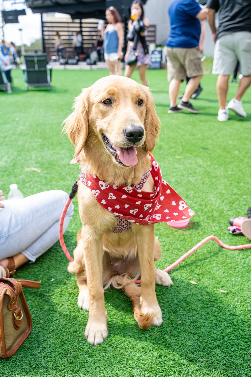 Treat your pup 🐾 by visiting one of the best dog parks in Tampa Bay and learn how to get a FREE virtual wellness check up as well! 📲 unation.com/stuff-to-do/be…