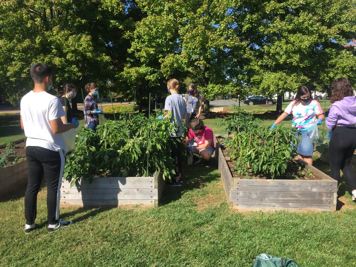 marymounthonors's tweet photo. Today, Honors students enrolled in a Food, Ethics and Society course learned about food insecurity in our area from Dr. Agolini. They also worked in our on-campus garden picking peppers for those in need. 😷🫑🌶️ #MPowerU #SaintsServe https://t.co/7WJo2ahDqq