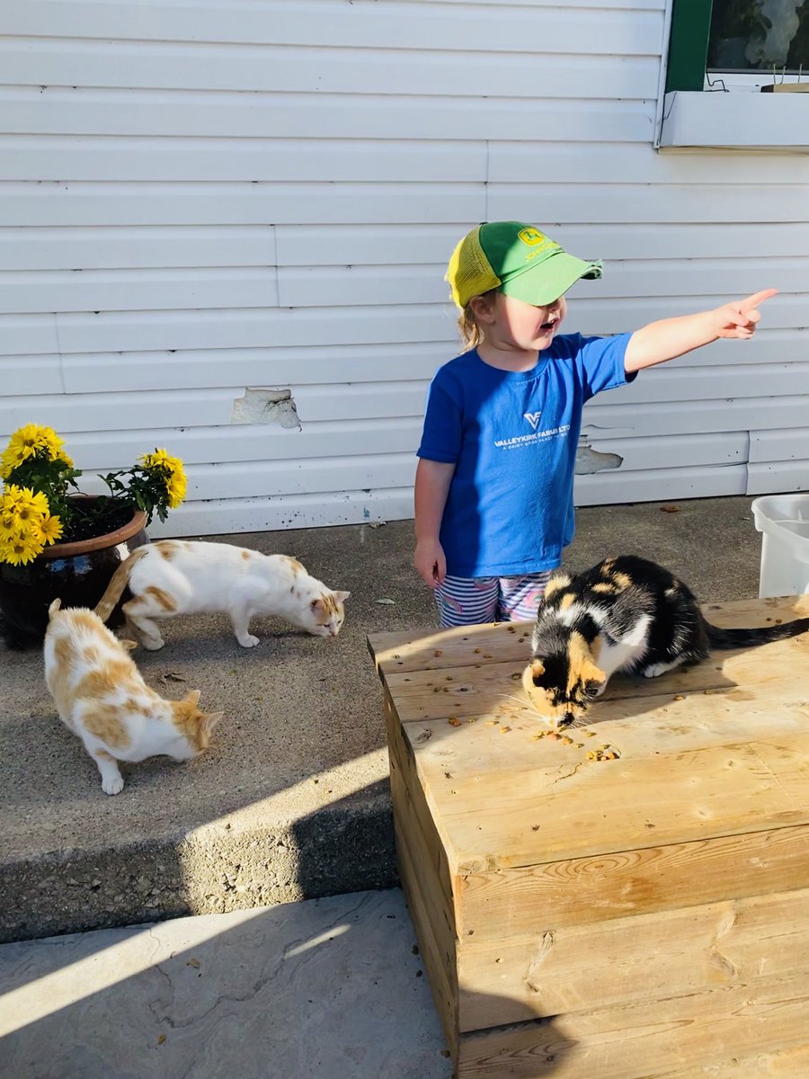 CowSpotComm's tweet photo. Farmer Bree calling in her herd of barn cats for feeding time! In unrelated news, anybody else’s toddler want to wear the same outfit every single day? #JohnDeereHat #FarmShirt #RainbowPants https://t.co/TL4U8BdzPM