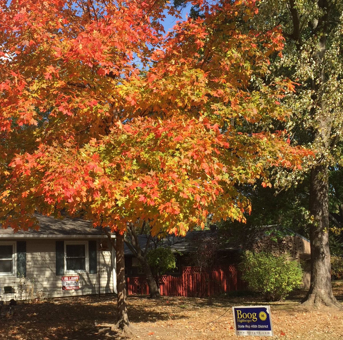 larryvillelife's tweet photo. Fall foliage plus a Boog sign: a great combo! #FallFoliageWars https://t.co/bE4cPKV05R