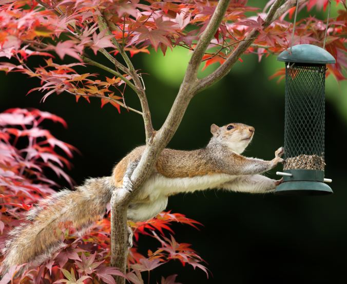 Are #squirrels an issue in your #garden?

Get tips on how to keep them out of the birdfeeder, away from your bulbs, and from eating your pumpkins: ow.ly/svwY50BZcbD
