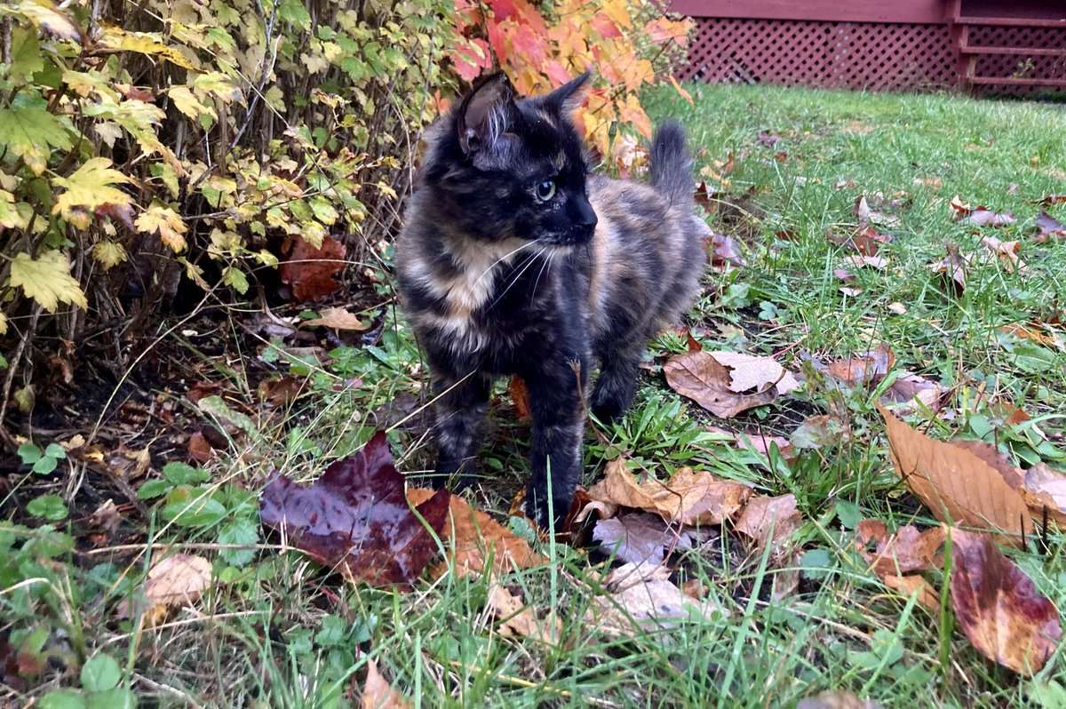 rumbleblu73's tweet photo. Pepita 🖤🍂 #Autumn #fall #kitty #CuteCat https://t.co/VFE6vOr4G9