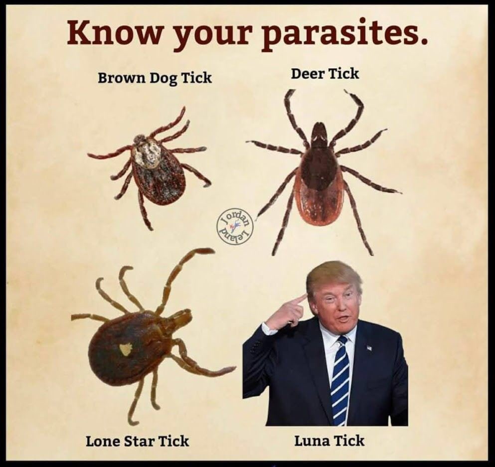 Colleague just brought this to my attention....Keep your eyes peeled folks! Got to be able to spot them when you are out and about! 🕷 🔬 #ticks #tickaware #lunatick