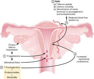 3. MENSTRUATION Your cramps are generated by PROSTAGLANDINS- Especially the PGE2This one causes most of your painful contractions.Guess what?