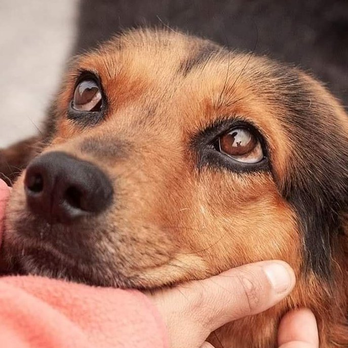 Maltrato animal | La mirada de un perro abandonado en Ourense alcanza repercusión