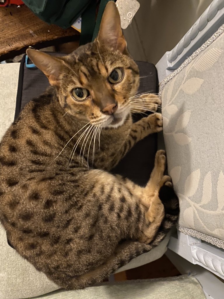 Chris Chambers tweet media