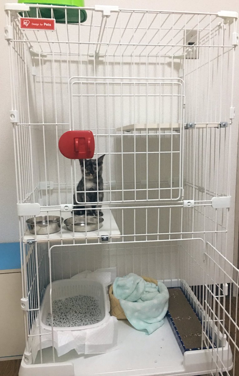 22sima22's tweet photo. 小屋完成！登るけど降りられない系女子
ボサボサになった時さんには心を許したらしく、ベッタリです。
色さんは相変わらずスキンシップが激しすぎる男子で、距離置かれてますwww
家猫っぽい生活にも慣れてきてくれてます。
いい家族探したるで！！！

#里親#里親募集#保護猫#サビ猫#子猫 https://t.co/NV5308wLRV