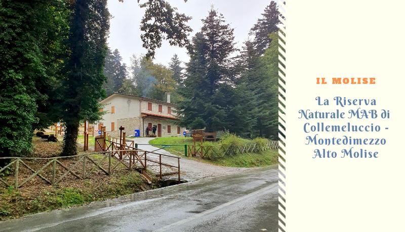 Alla scoperta della Riserva Naturale di Collemeluccio-Montedimezzo. Si trova in Molise e fa parte del programa MAB (L'uomo e la Biosfera) dell'UNESCO. 
elenavizzoca.it/il-molise/rise…

#molise #riservanaturale #collemeluccio #montedimezzo #Italia #viagginaturalistici