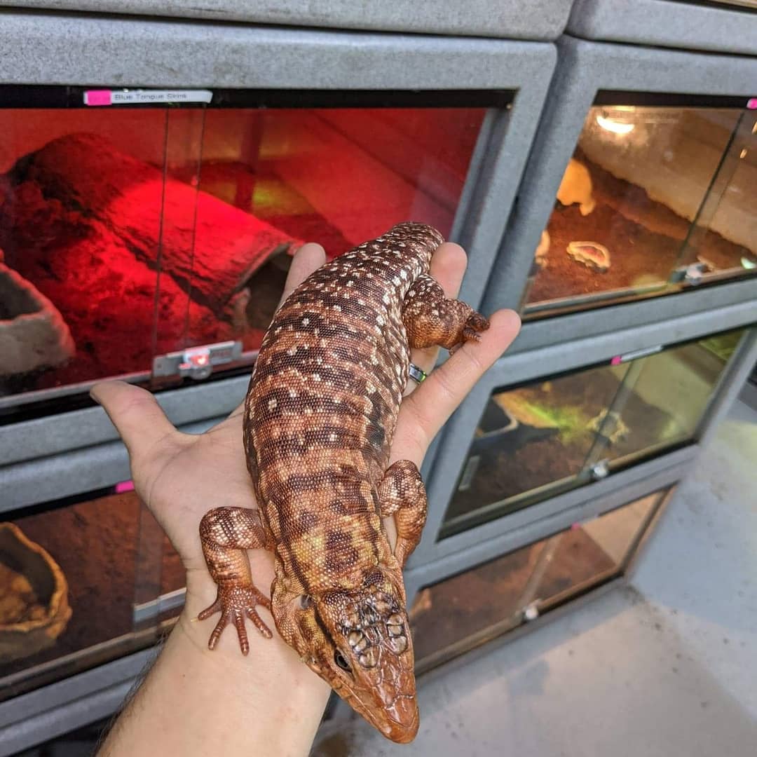 customcreatures's tweet photo. #redtegue  #customcreaturespetshop https://t.co/vWGWFnIVmv