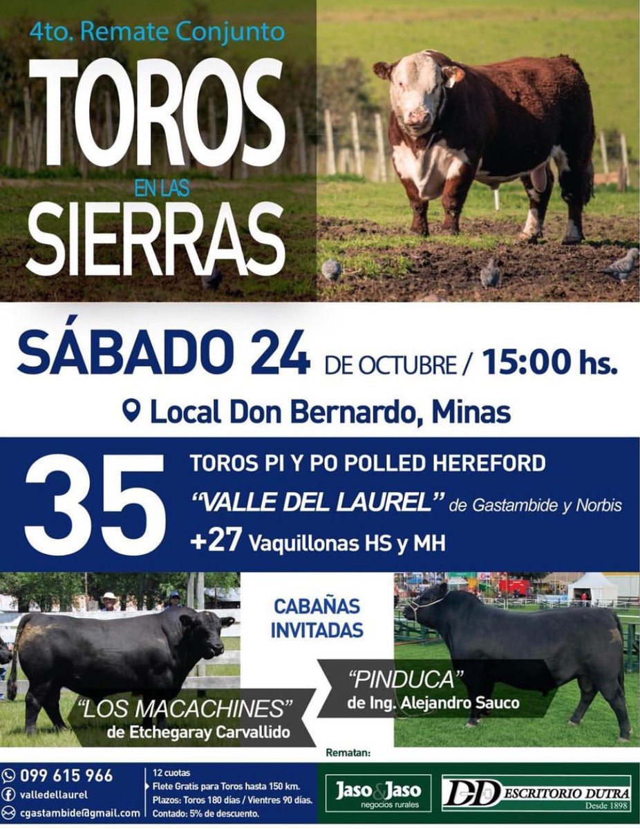 jasoyjaso's tweet photo. 📌 Y se viene el cuarto remate de Toros en las Sierras con el excelente hereford de Gastambide Norbis.

Cabañas Angus invitadas : “Los Macachines” de Etchegaray y “Pinduca”de Saúco.
Este sábado 24 📍Local Don Bernardo, Minas. https://t.co/rpmsG0HFNG