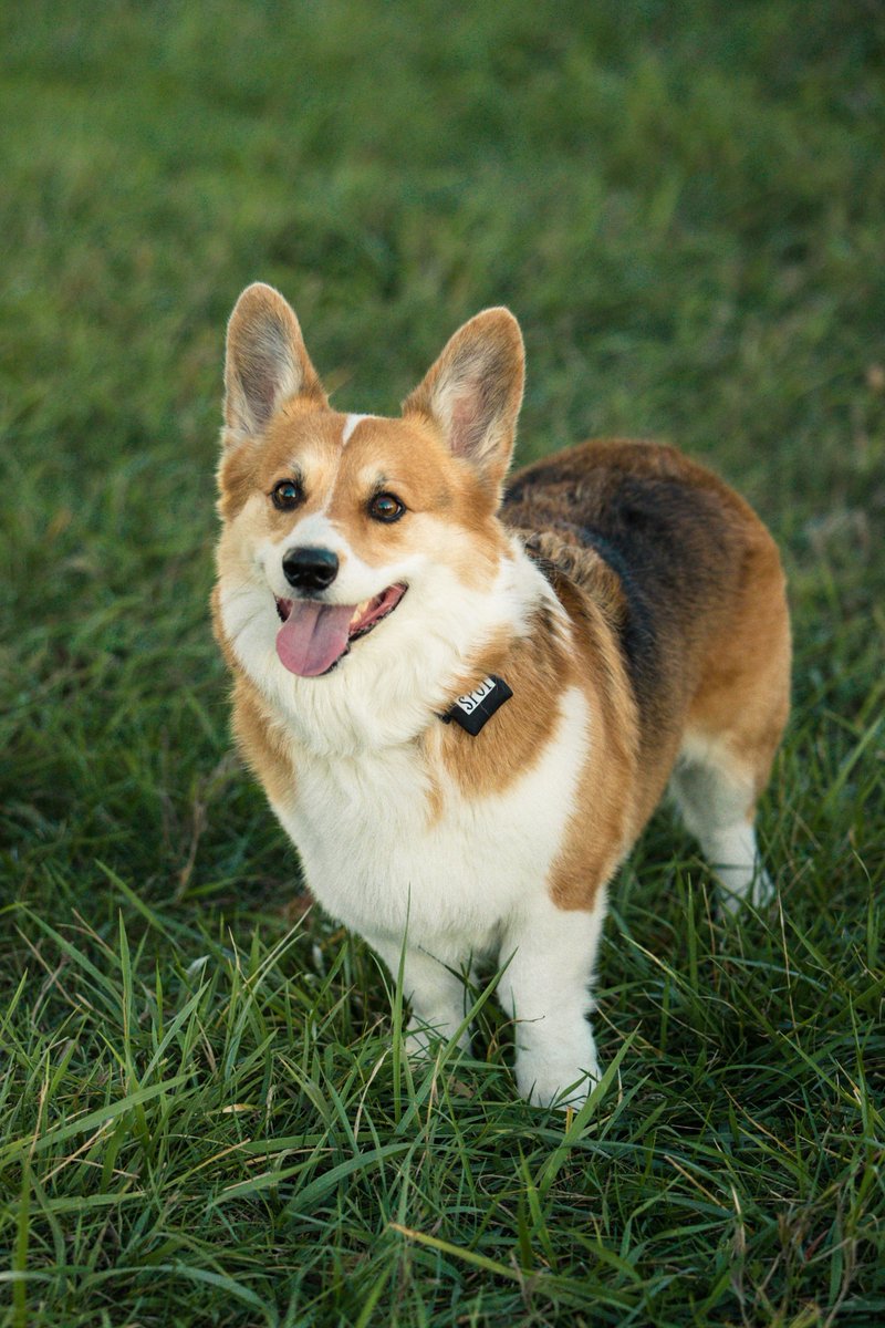 Tank_the_Corgi tweet media