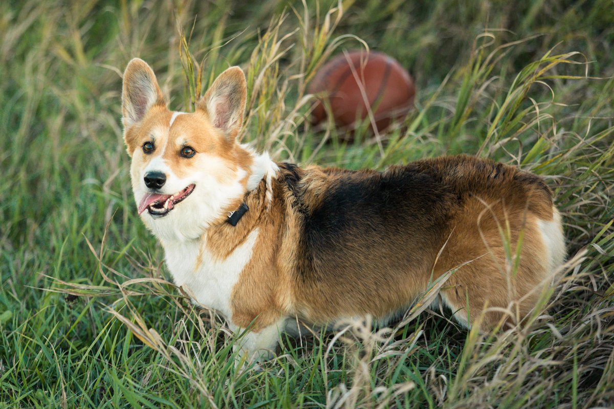 Tank_the_Corgi tweet media