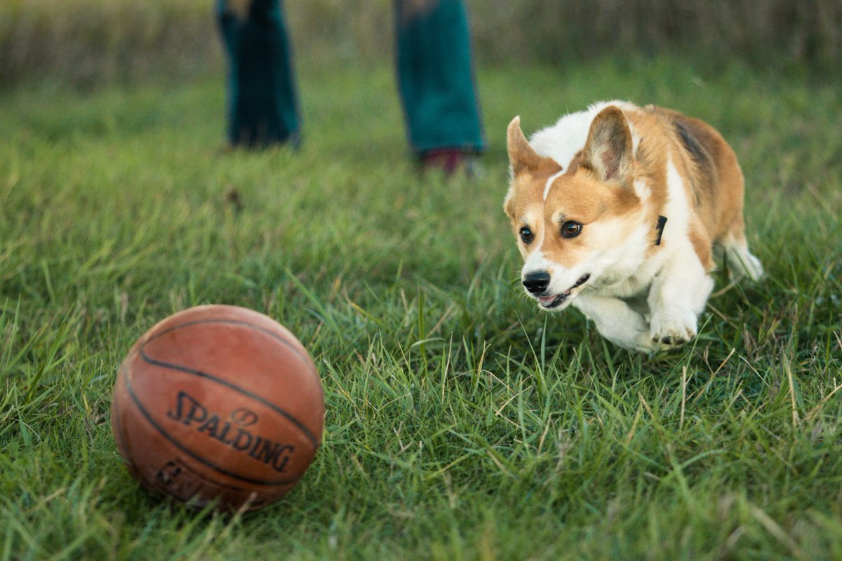 Tank_the_Corgi tweet media