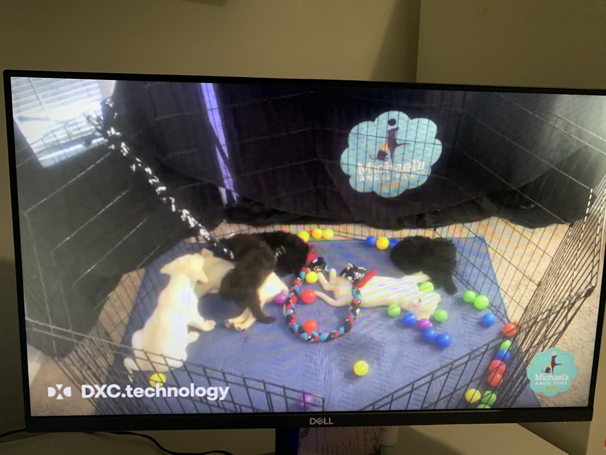 I’ve got some seriously cool (virtual) company for the last few hours of <a href="/DellTechWorld/">Dell Technologies World</a>. How adorable are these pups-I wonder if my lab would like a pal??