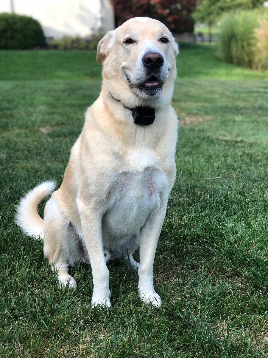 KSedoti's tweet photo. #MakeADogsDay ❤️Archie https://t.co/JUECx8Fabc
