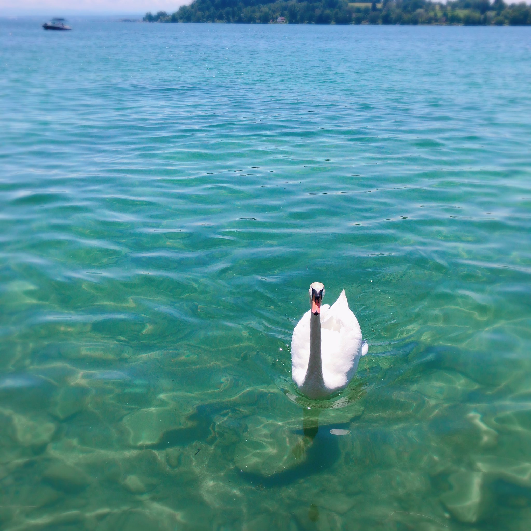 Amase ボーデン湖に浮かぶ島マイナウ島は 花がたくさん咲いていて とても美しい島でした ボーデン湖は ツェッペリン博物館があるからか いつ行っても飛行船が飛んでいて 見つけるとテンション上がるし 何より湖の底が見える程の透明度の高さ 癒