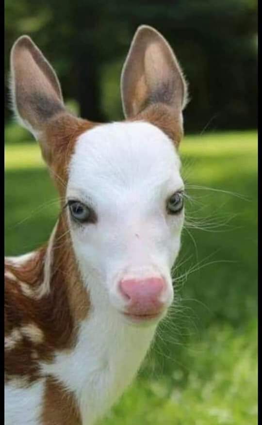 Biz 14 taneyiz. Urfa'dayız. Her birimizi 21.500 TL. ye öldürecekler. Kısacası öldürülmek için ödül koydular bize! Acımayacaklar!! Bu kanun iptal edilmezse yok olacağız.
KANUNUN İPTALİ İÇİN SES VERİN!!!
#AvcılıkCinayettir