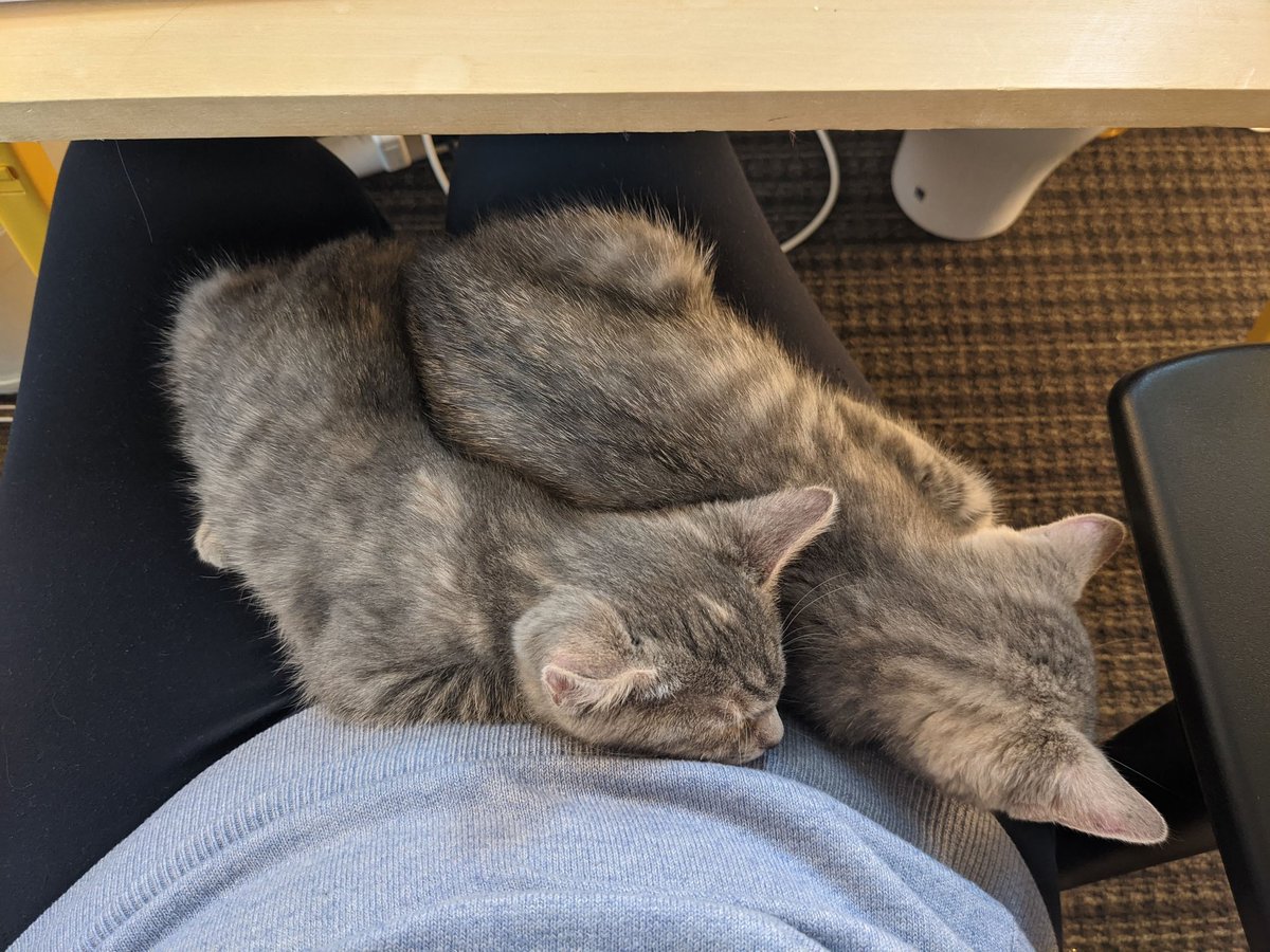 Courtney Soderberg tweet media