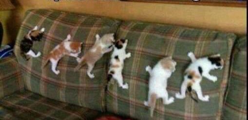 Kitten boot camp, don’t let your cat become a pussy. 
Only at #DicksPettingZoo £40 per 45min lesson.