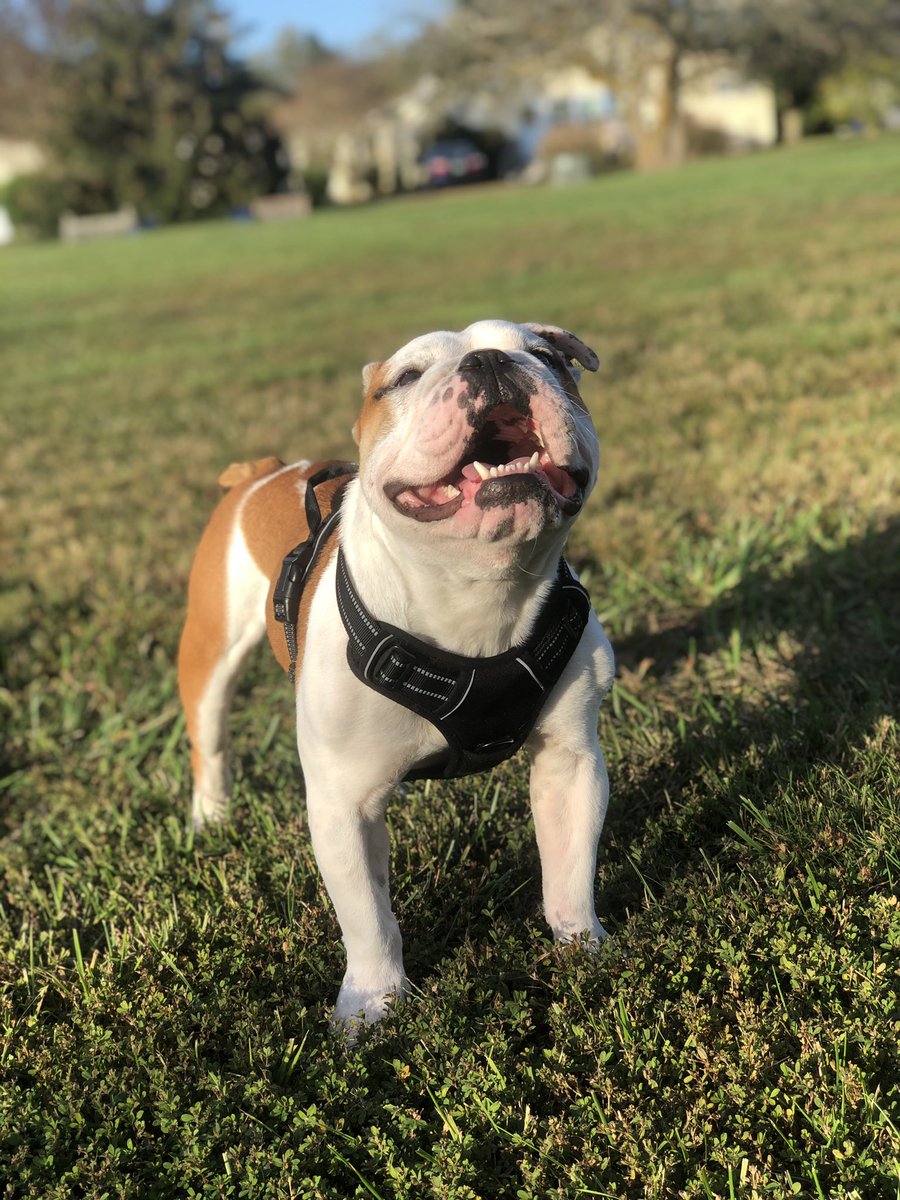 ThaCarterAis2's tweet photo. This guy is HAPPY! @ReturnOfTheZak #luckydawg #zeusdawgydog #zeusthereitis #zeusbox #hisears https://t.co/jXC4ulGnvI