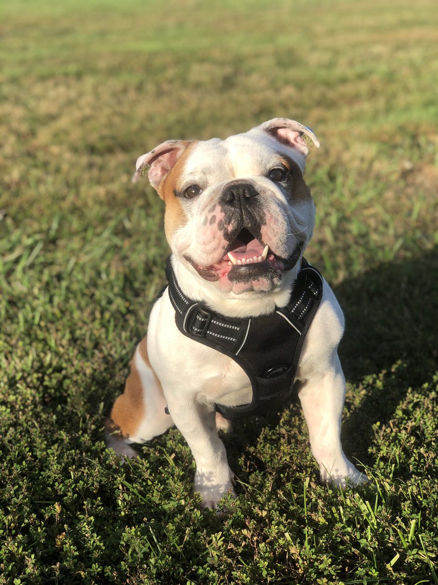 ThaCarterAis2's tweet photo. This guy is HAPPY! @ReturnOfTheZak #luckydawg #zeusdawgydog #zeusthereitis #zeusbox #hisears https://t.co/jXC4ulGnvI