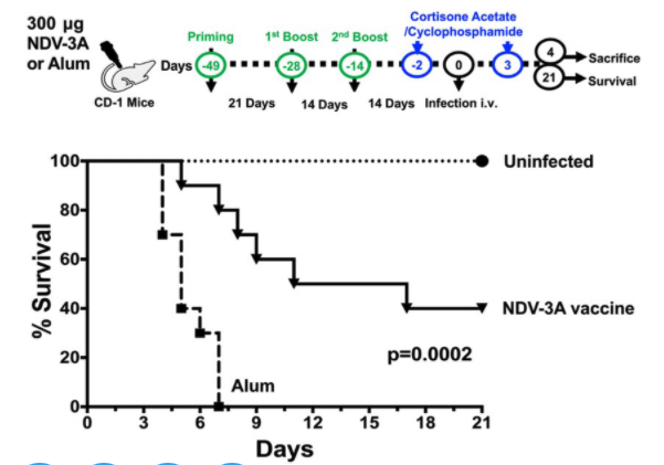 1) 10.1371/journal.ppat.1007460 – NDV-3A Vaccine protects mice against MDR-C. auris infection; N-terminus of Als3 protein (major adhesion/invasin from C. alb) formulated with alum; Anti-Als3 Abs in mice recognized C. auris in vitro, blocked biofilm/enhanced macrophage killing.