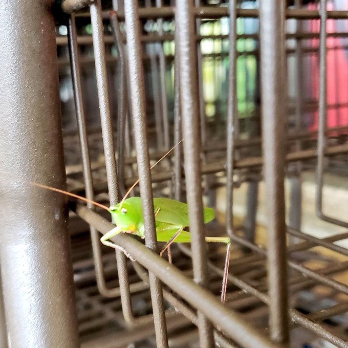This guy unexpectedly turned up today on a shopping cart. Signs of good luck...or a plague of locusts<a href="/tag/fbsm"class="tags"><span>#fbsm</span></a>