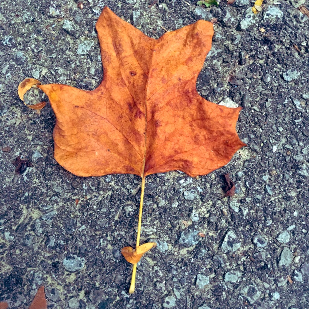 dawnbazely's tweet image. 💚🌳mine, too! Tulip trees are on the northern edge of their distribution in Toronto. It's my tree for the 10 weeks of #ProjectTree #VirtualForest.
The one in my backyard starting going over in early September.
