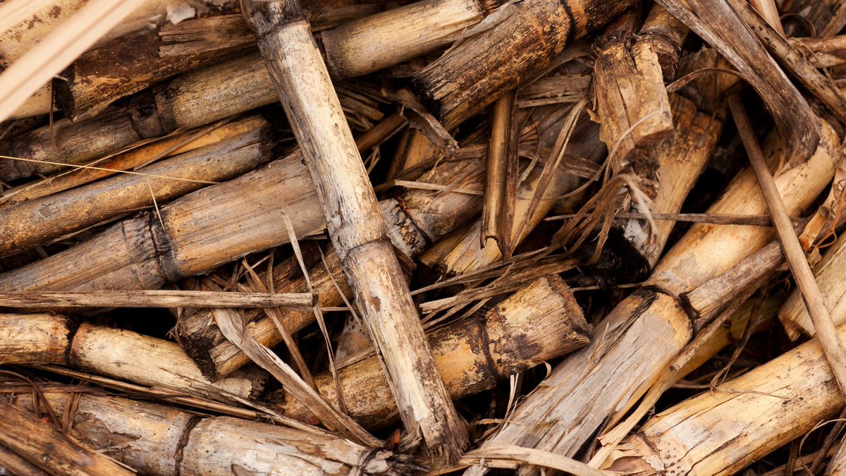 AIBNatUQ's tweet photo. #AIBN's Dr Nasim Amiralian (@NasimAmiralian) is tackling our plastic pollution problem with the sweetest materials - transforming sugarcane waste into sustainable packaging. #SmallThingsBigChanges

Discover more: https://t.co/zweEQRYWQM https://t.co/maIpFhH6rb