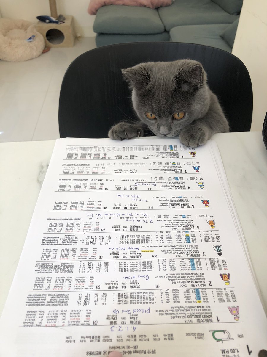 debsmith409's tweet image. Monty studying the form for today’s racing at Sha Tin 🐎 Who’s more likely to tip a winner 🤪@hello_broadcast or #montythemunchkincat ? #likefatherlikeson #englishbroadcastingteam #employeeoftheday @HKJC_Racing