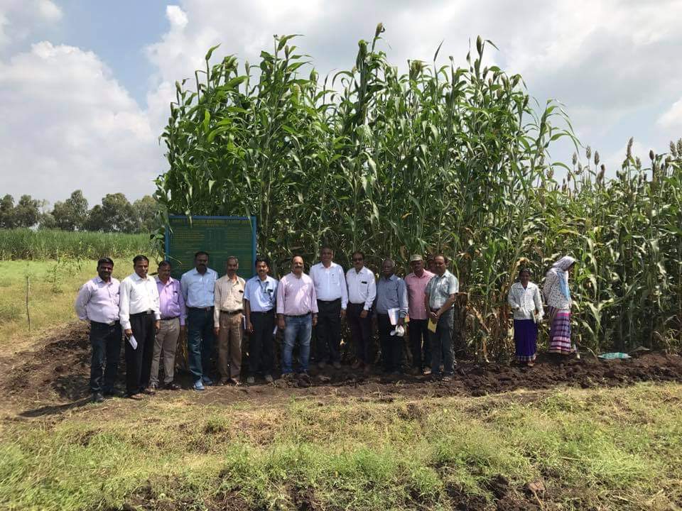 VilasTonapi's tweet photo. ICAR- IIMRs High biomass sweet sorghum as nutritious fodder creating fodder security for milch animals and dairy industry..and for first and second genation biofuel
@IcarFor @icarindia @AgriGoI @PMOIndia @Dept_of_AHD @bioenergycrops @BioenergyIntl https://t.co/JaRKmuPoJK