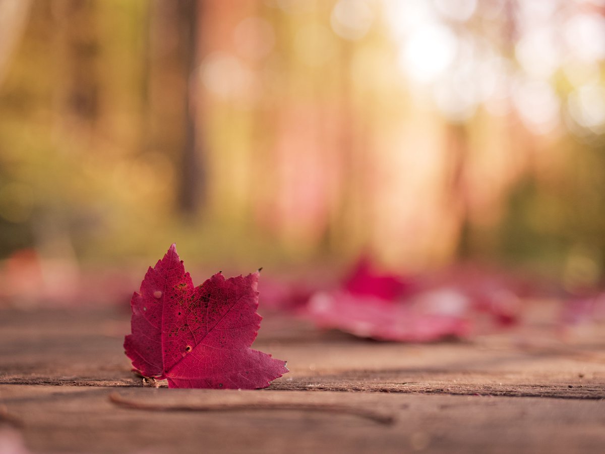 theaaronburden's tweet image. Wonderful Things  Isaiah 25:1⁣
⁣
I visited a new state park today, and the colors were 👌🏾. Autumn in Michigan doesn't disappoint. ⁣
#MIStateParks⁣
#PureMichigan⁣
#FallFilter