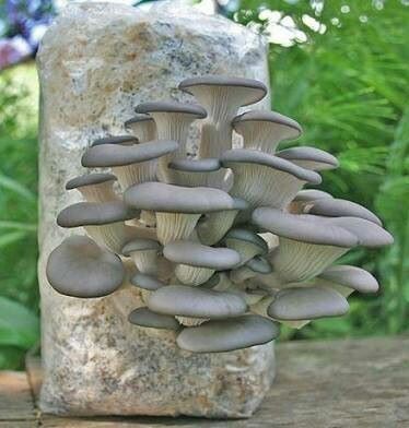 SamsKangara's tweet photo. *Mushroom Spawn (seed)
Oyster - $2/kg (minimum 5kgs)
* Mushroom Training
Online or On site - $15 (1 full day)
*Oyster mushrooms
$1 punnet / $0.70 wholesale
*Mushroom kits - 2kg-$1 each
DM/App or Call - +263 773 58 11 25 or +263 733 36 55 22
@iMisred #redmarketsunday https://t.co/wAD5AI3pux