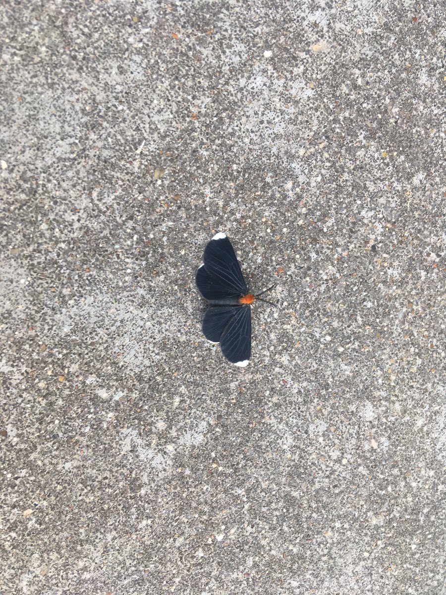 KatherineDanaRe's tweet photo. Saw this moth today and I don’t think I’ve ever seen one like it before
#IdentifyInsect https://t.co/UcqGNYAUX8