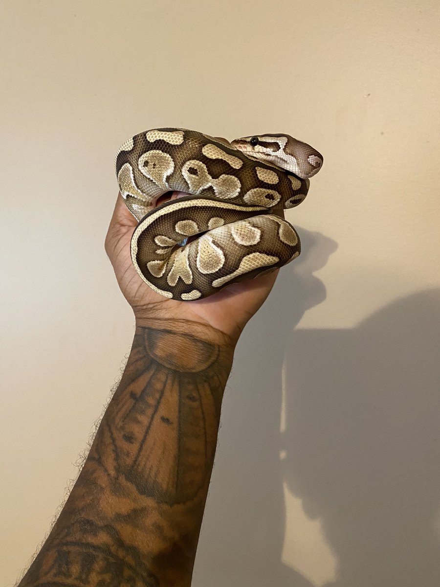 Kruise1911's tweet image. #LesserBallPython