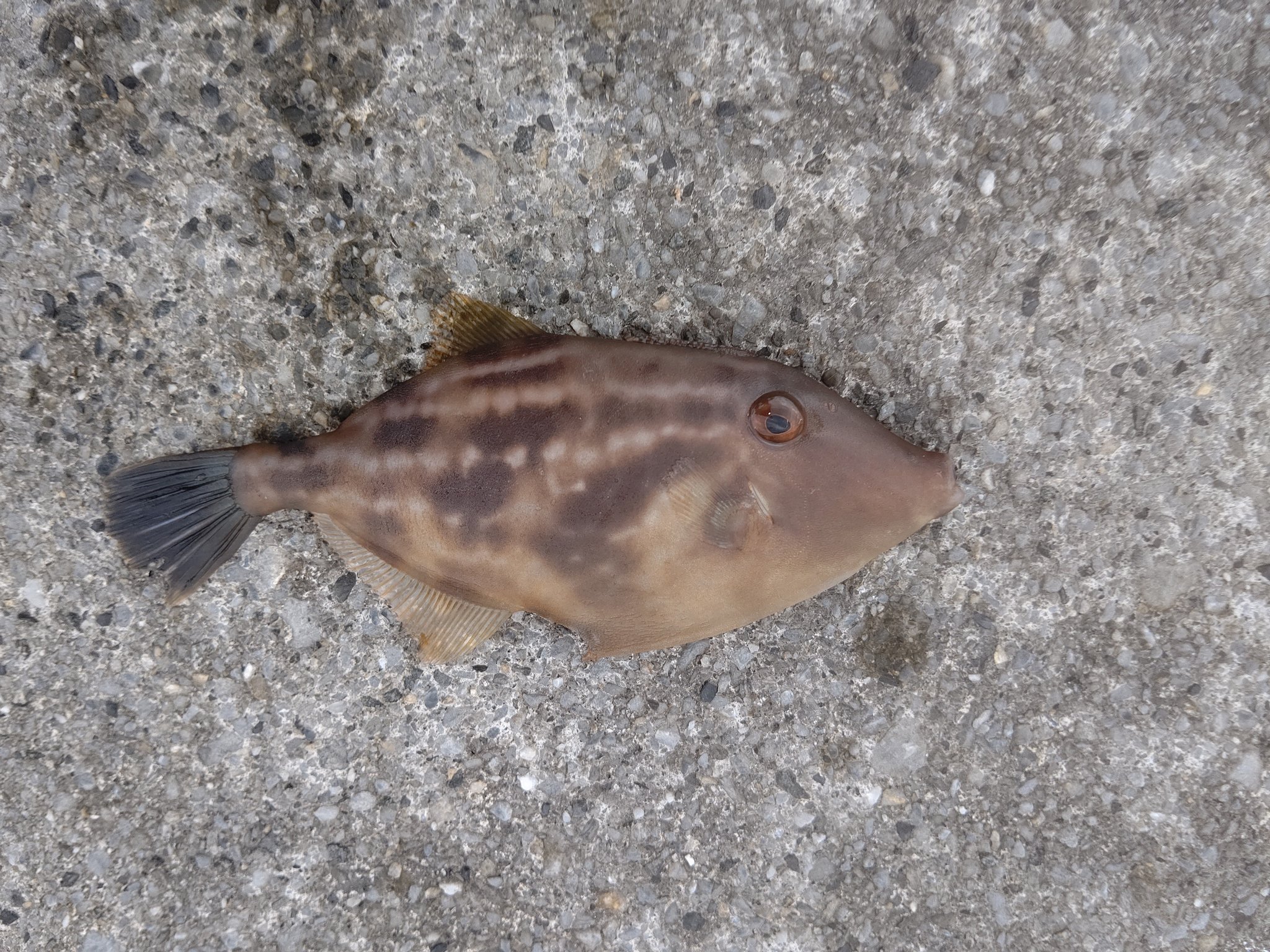 岩手釣り Twitter Search Twitter