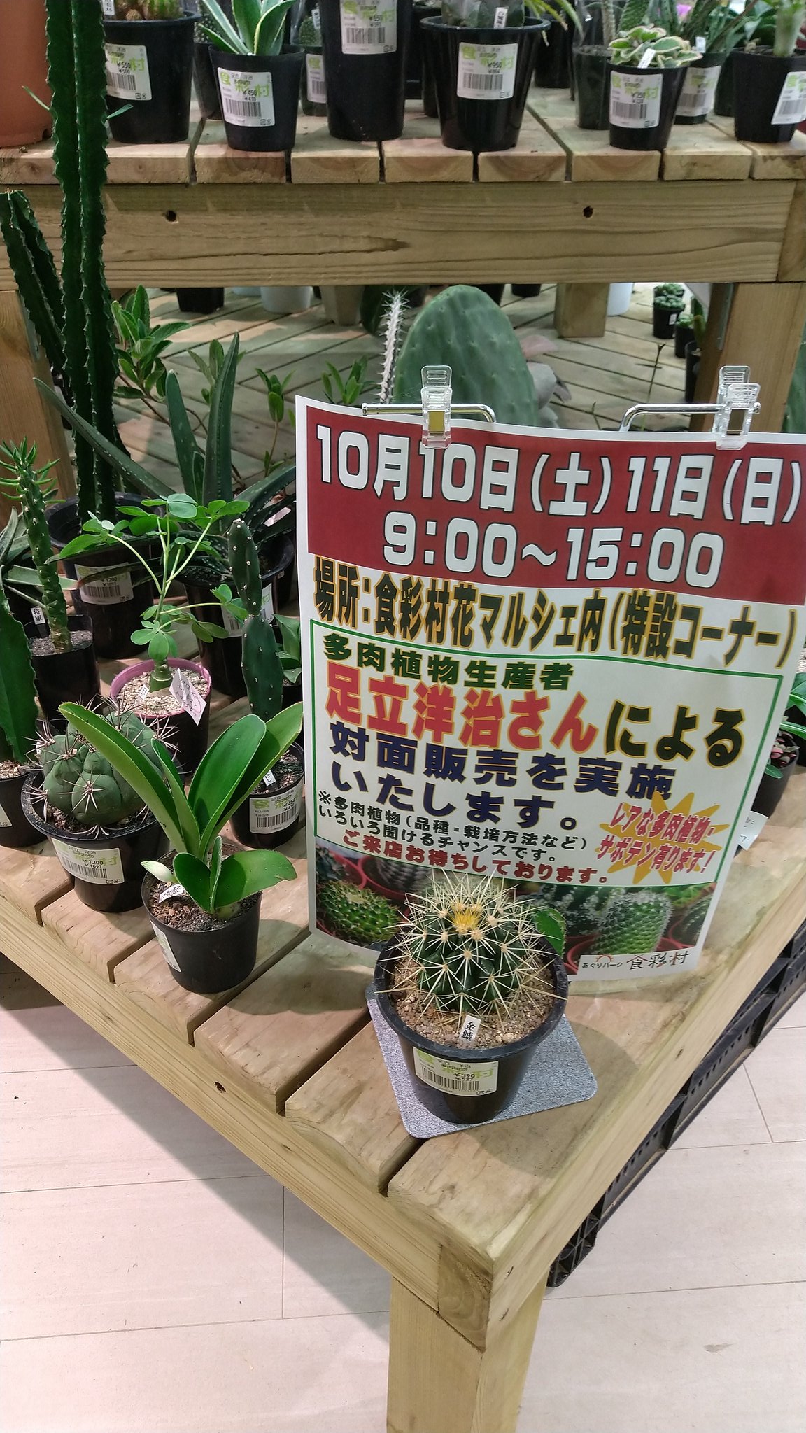 道の駅とよはし 公式 多肉植物生産者の 足立さん対面販売 本日9時から15時まで 花マルシェ特設コーナーにて多肉植物生産者の足立さん とっても優しい足立さん が育てた 超個性的な多肉植物を販売 めちゃくちゃ可愛くて