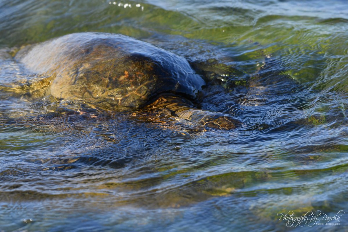 Honu eating from the rocks in the shallow water.
#photographybypamela808 #honu #hawaiiangreenseaturtle #turtle #reptile ##eating #ocean #greenseaturtle #wildlife #wildlifephotography #turtlephotography #wildlifephotos #nature #naturephotography
